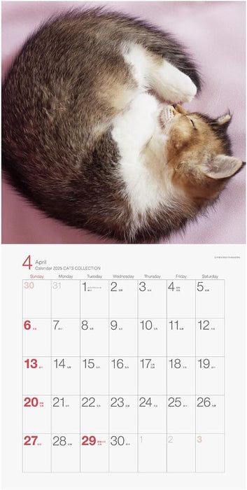 2025 Cats Collection Torahiko Yamashita Calendar No.049