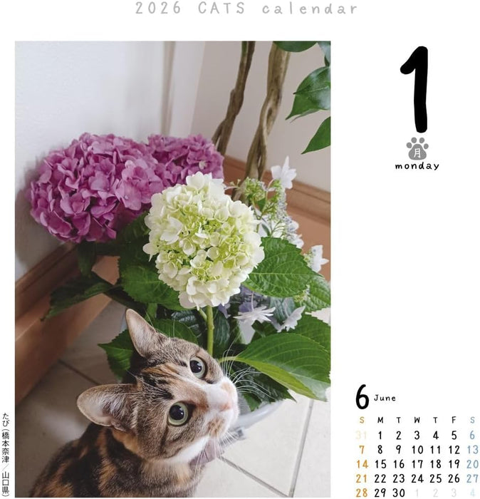 CO2 Cats 2026 Page-A-Day Calendar Refill CK-C26-02