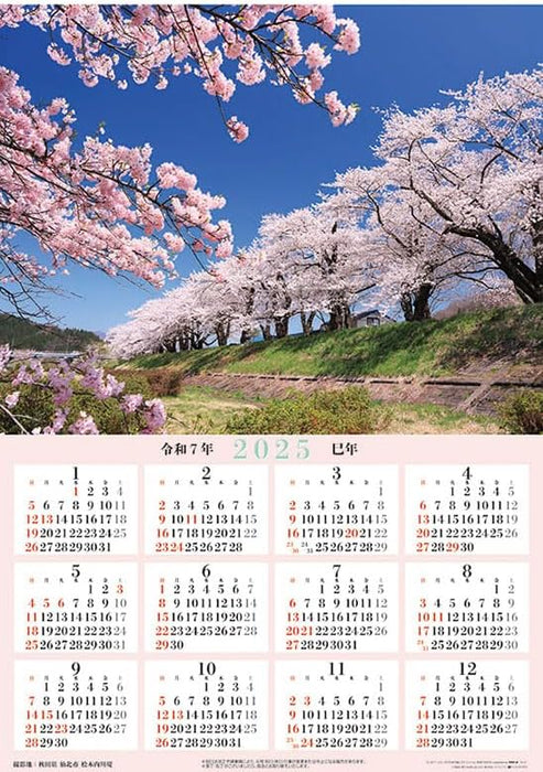 Try-X Jumbo 'Cherry Blossoms of Japan' Schedule 2025 Wall Calendar CL-471 B2