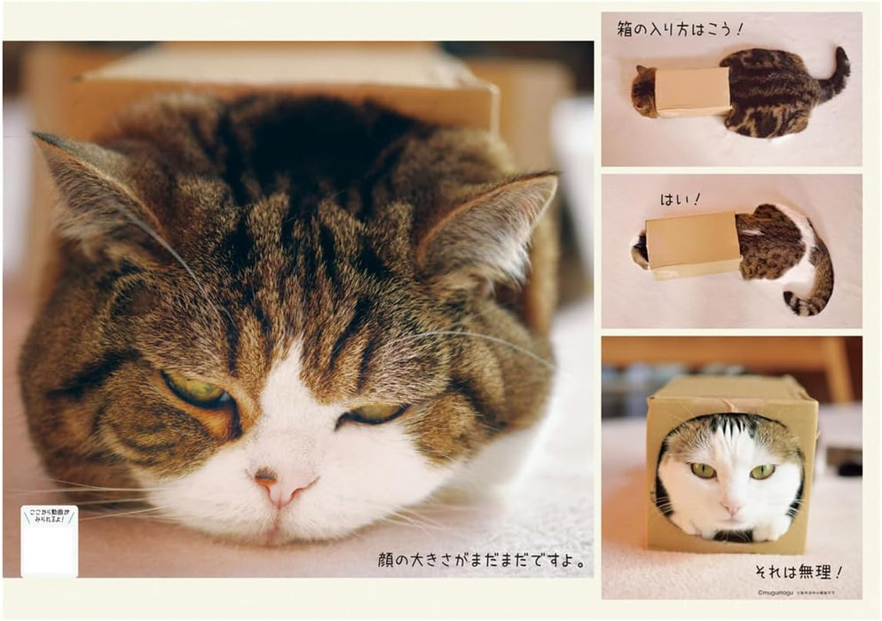 Maru-chan 2025 Calendar No.041