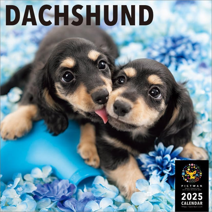 PICTWAN 2025 Calendar L Edition Dachshund CL25-1211