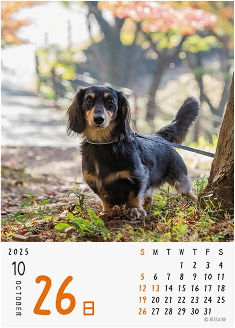 2025 Wan!! Mekuri Page-A-Day Calendar Dogs No.032
