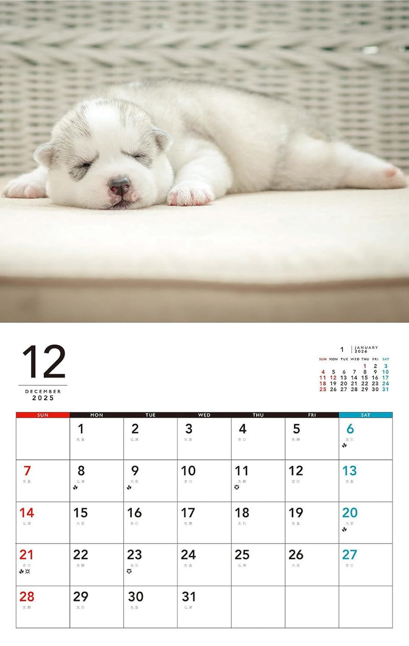 Yochi Yochi Koinu Calendar 2026 (Monthly/Wall Calendar)