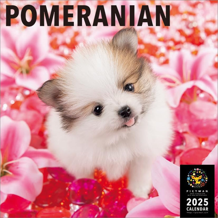 PICTWAN 2025 Calendar L Edition Pomeranian CL25-1221