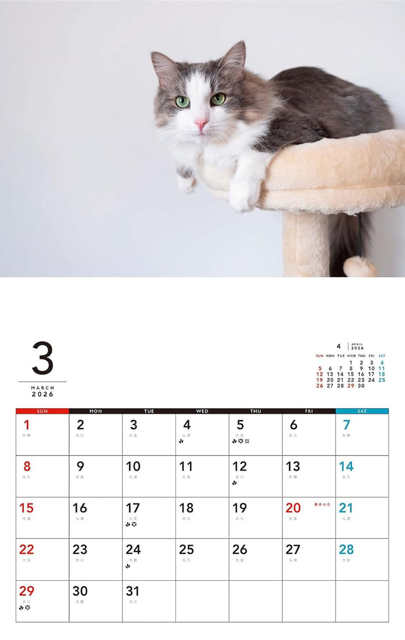 At home with cat Calendar 2026 (Monthly/Wall Calendar)