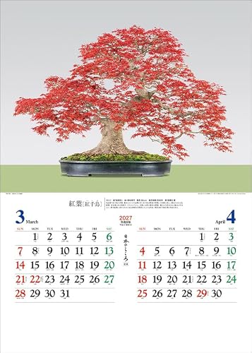 Todan 2027 Wall Calendar Japanese Heart Bonsai CL27-1039