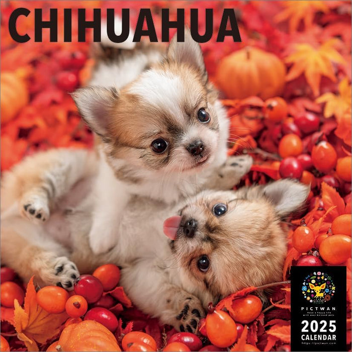 PICTWAN 2025 Calendar L Edition Chihuahua CL25-1210