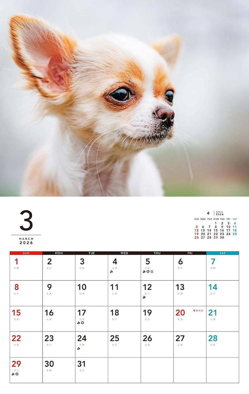 I LOVE Chihuahua Calendar 2026 (Monthly/Wall Calendar)