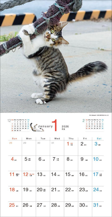2026 Desperately Determined Cats Calendar