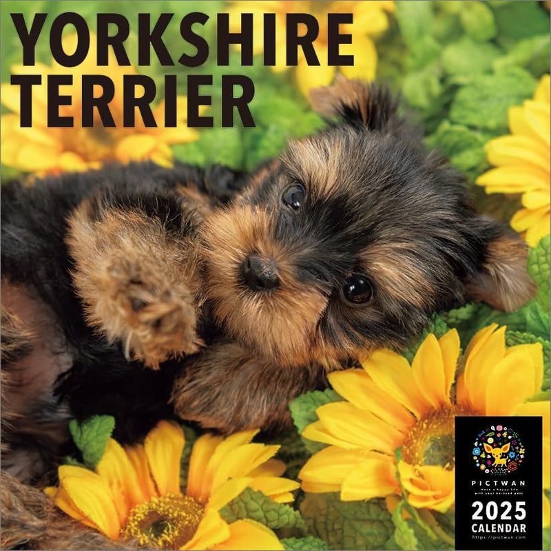 PICTWAN 2025 Calendar L Edition Yorkshire Terrier CL25-1230