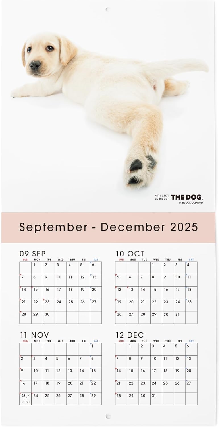 THE DOG 2026 Wall Calendar Mini Size [Labrador Retriever]