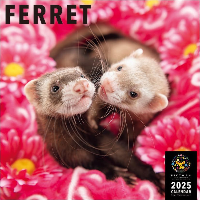 PICTWAN 2025 Calendar L Edition Ferret CL25-1233