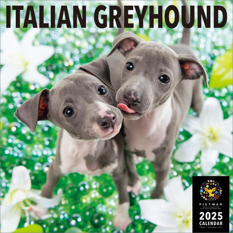 PICTWAN 2025 Calendar L Edition Italian Greyhound CL25-1214