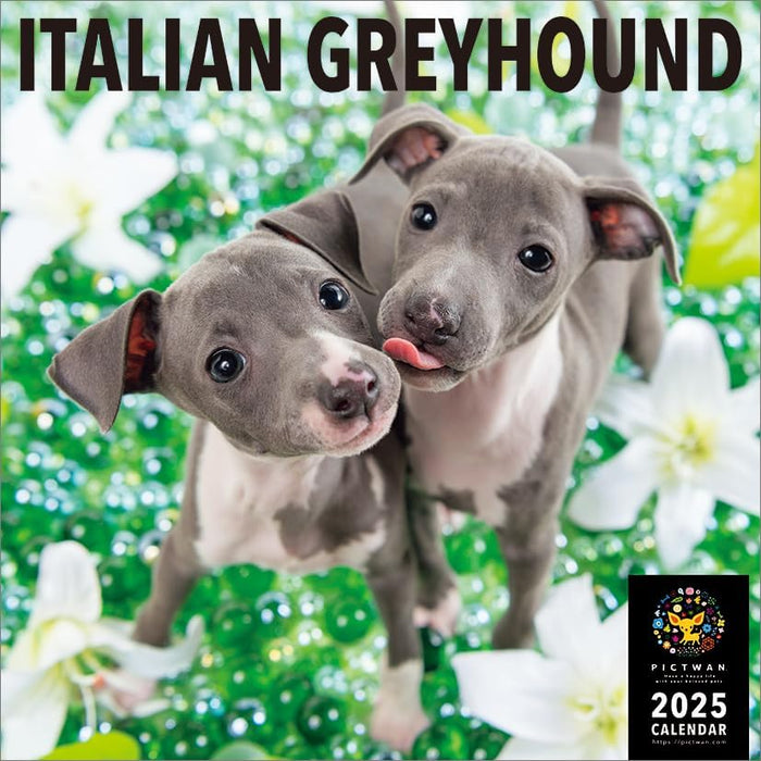 PICTWAN 2025 Calendar L Edition Italian Greyhound CL25-1214