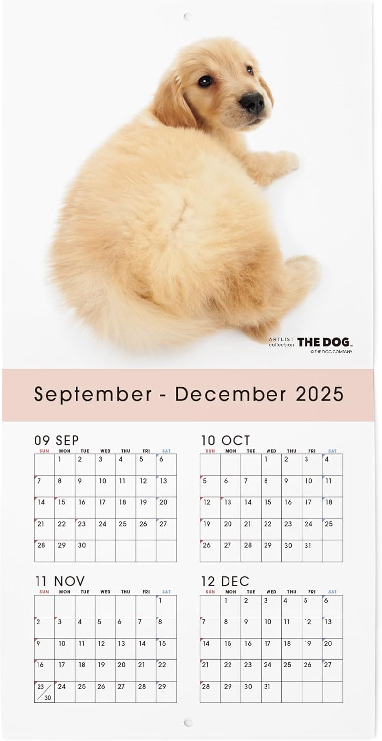 THE DOG 2026 Wall Calendar Mini Size [Golden Retriever]