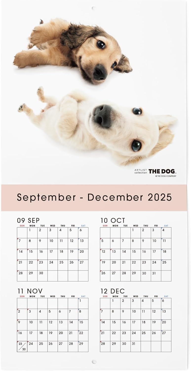 THE DOG 2026 Wall Calendar Mini Size [Dachshund]