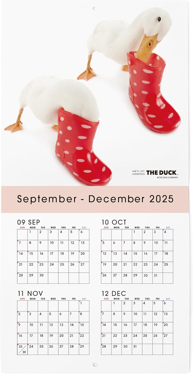 THE DUCK 2026 Wall Calendar Mini Size [Duck]