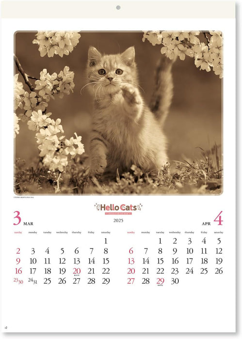 New Japan Calendar 2025 Wall Calendar Hello Cats NK27