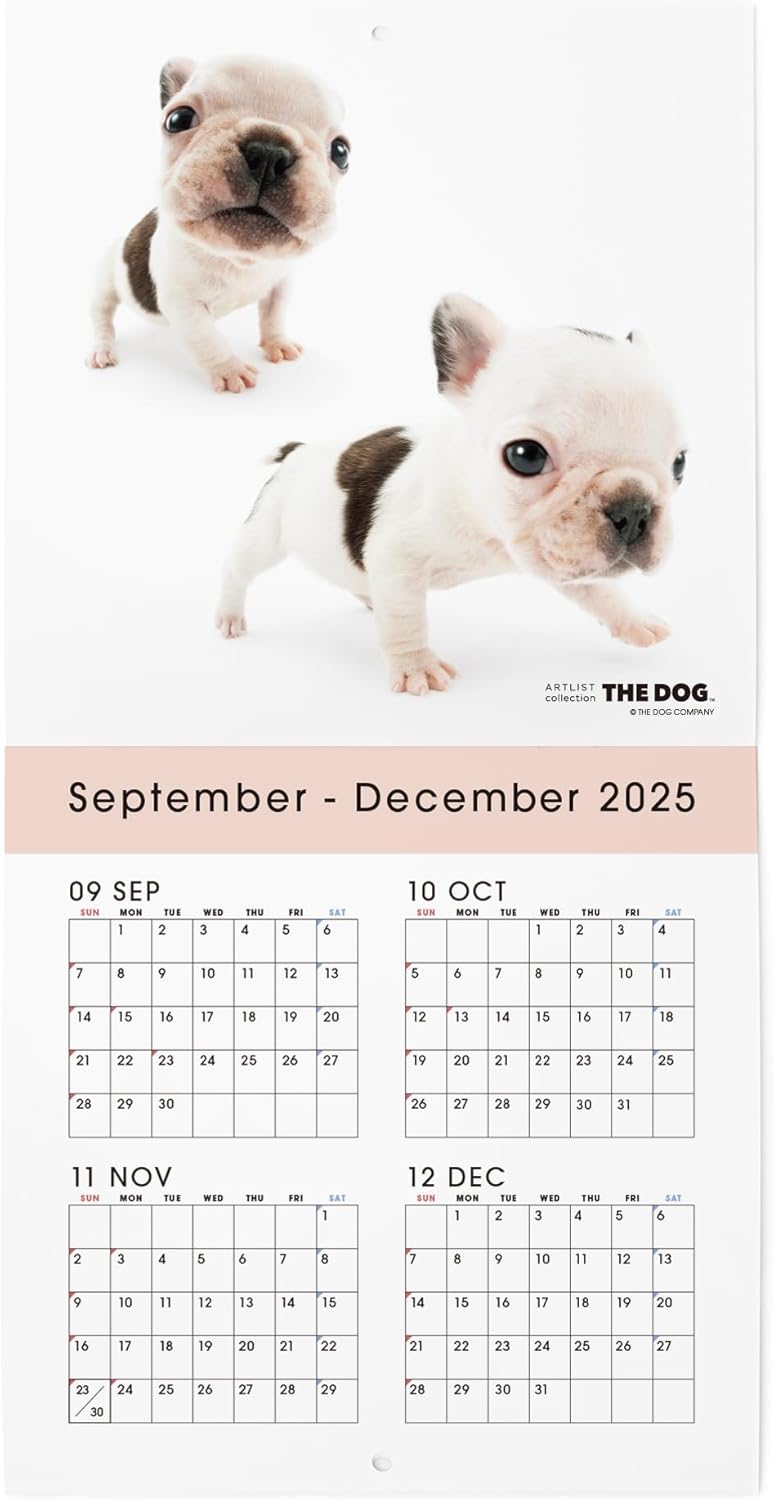 THE DOG 2026 Wall Calendar Mini Size [French Bulldog]