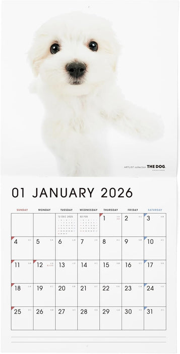 THE DOG 2026 Wall Calendar Large Size [Maltese]