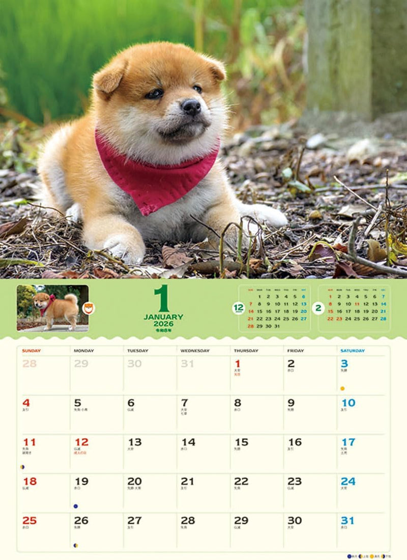 Try-X 2026 Wall Calendar Korokoro Mameshiba CL-381 51x36cm