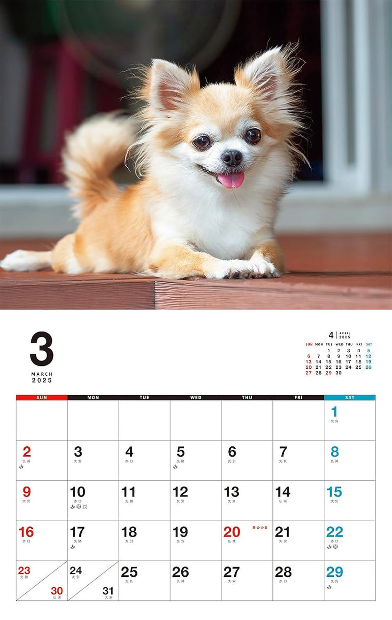 I LOVE Chihuahua Calendar 2025 (Monthly/Wall Calendar)