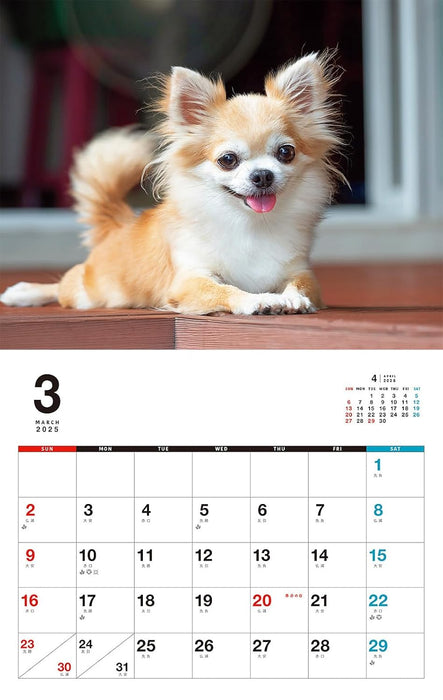 I LOVE Chihuahua Calendar 2025 (Monthly/Wall Calendar)