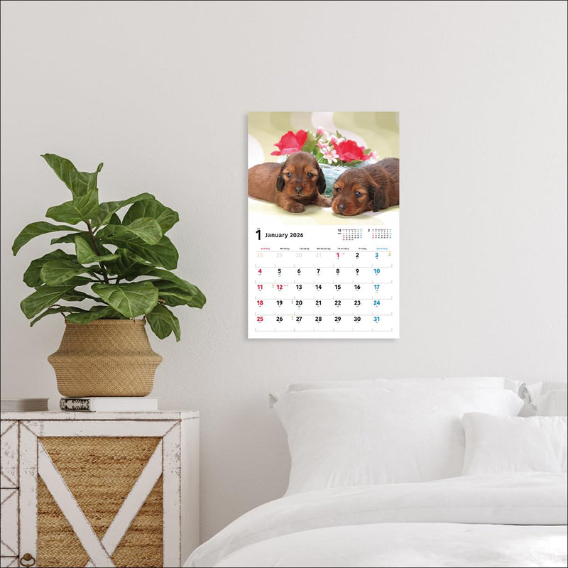 2026 Miniature Dachshund Calendar Wide Edition (Seibundo-shinkosha Calendar)