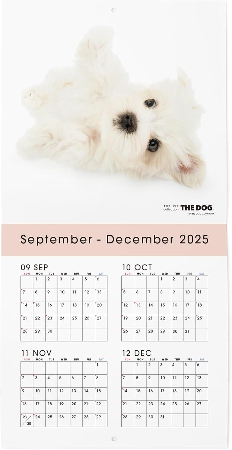 THE DOG 2026 Wall Calendar Mini Size [Maltese]