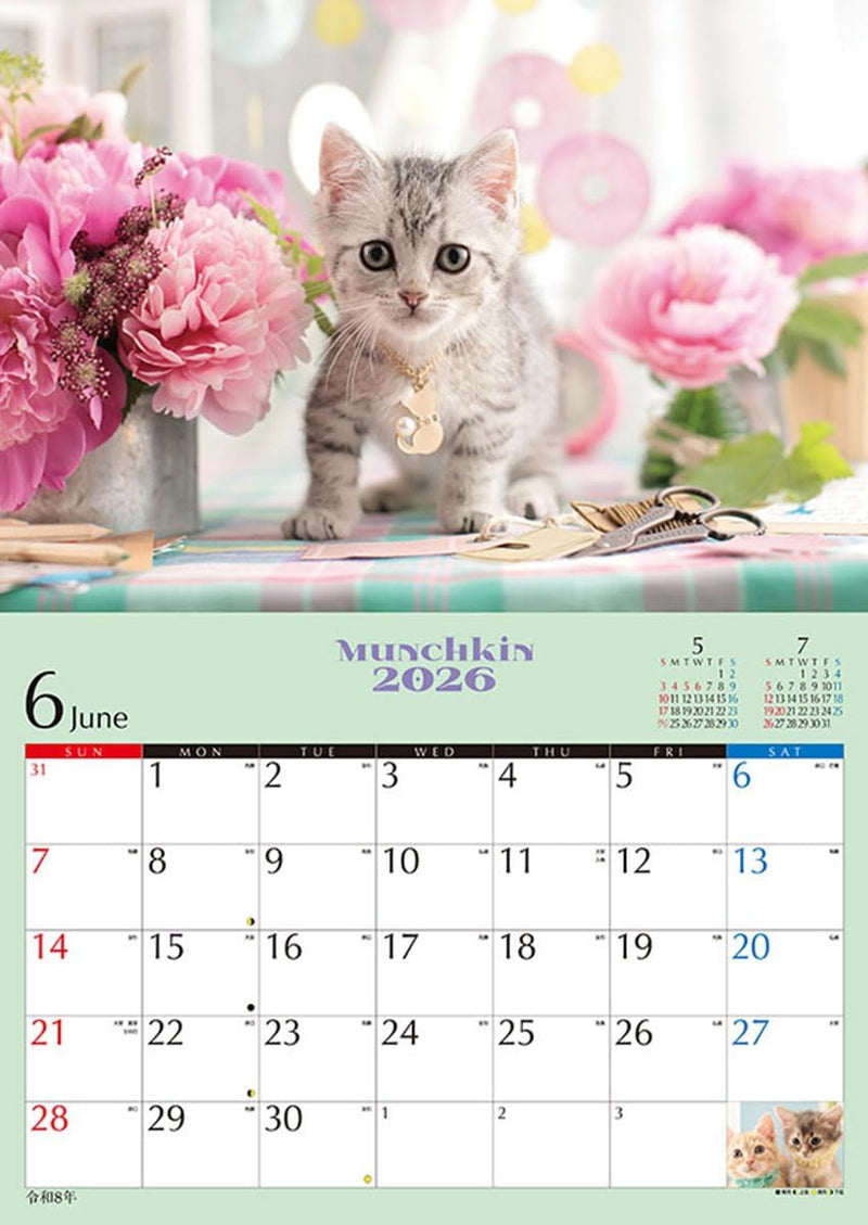 Try-X 2026 Wall Calendar Kitten Munchkin CL-382 51x36cm