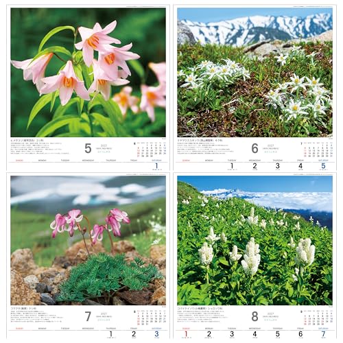 Todan 2027 Wall Calendar Japanese Wildflowers 53.5 x 38cm TD-818