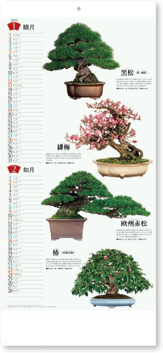 New Japan Calendar 2025 Wall Calendar Bonsai Calendar NK152 770x350mm