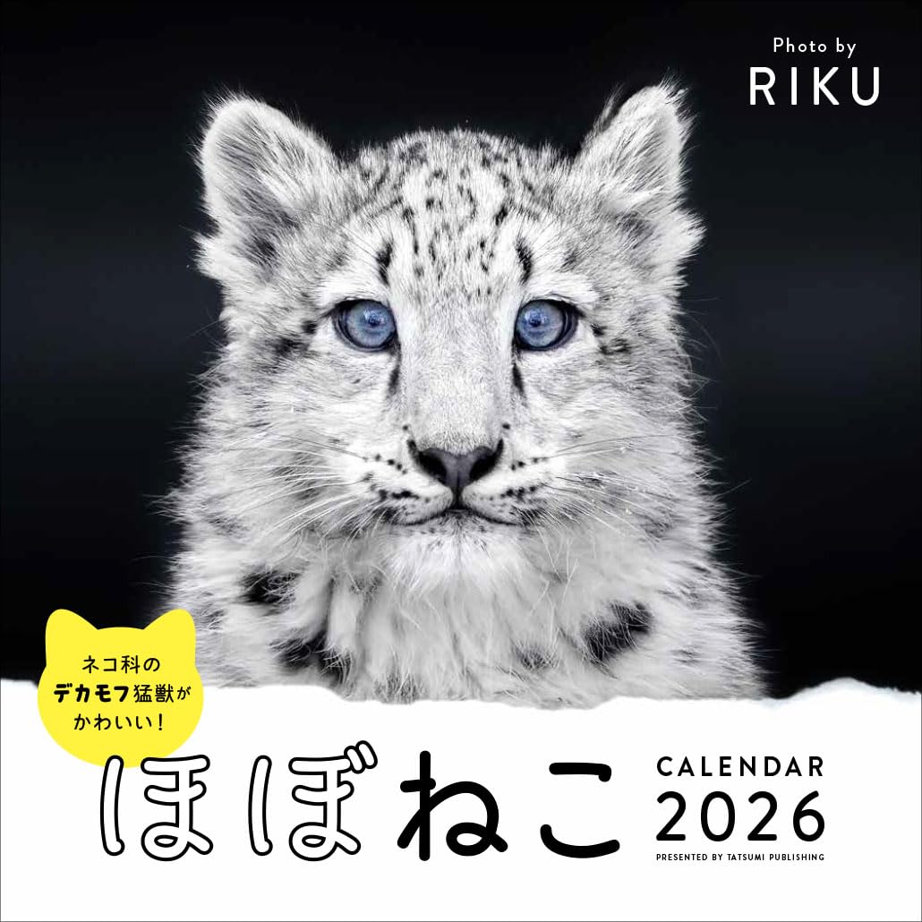 Almost Cats Calendar 2026 — Japanese Book Store