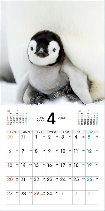 Baby Emperir Penguin Calendar 2025