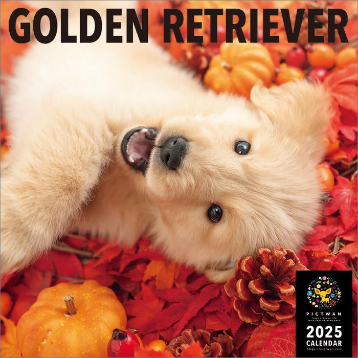 PICTWAN 2025 Calendar L Edition Golden Retriever CL25-1213