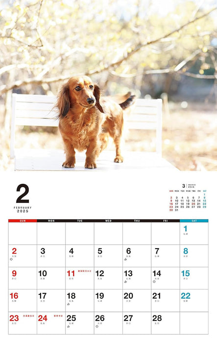 I LOVE Dachshund Calendar 2025 (Monthly/Wall Calendar)