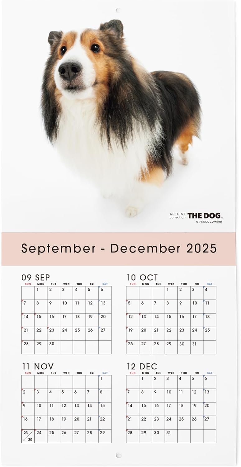 THE DOG 2026 Wall Calendar Mini Size [Shetland Sheepdog]