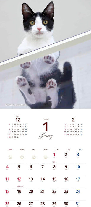 Hagoromo Neko-sama no Uragawa 2026 Wall Calendar Rumiko Yoshizawa CL26-0398