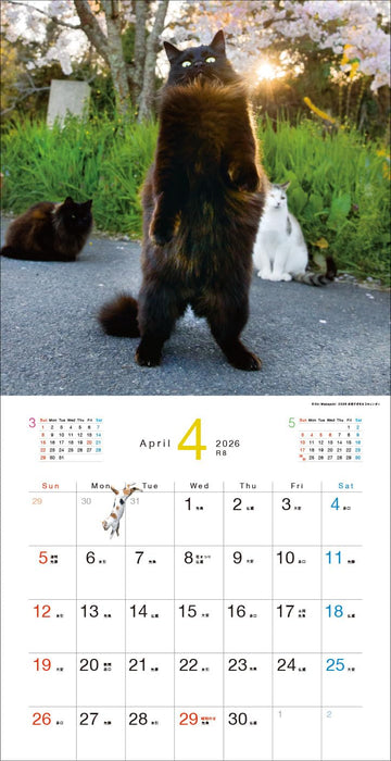 2026 Desperately Determined Cats Calendar