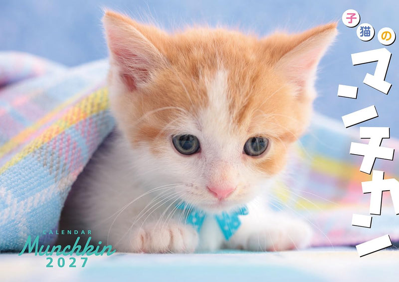 Try-X 2027 Wall Calendar Kitten Munchkin 27CL-382 51x36cm