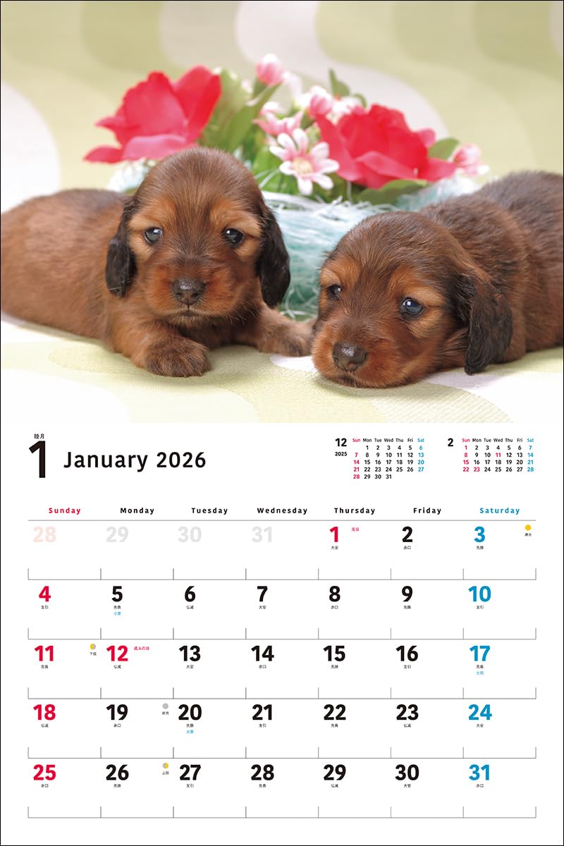 2026 Miniature Dachshund Calendar Wide Edition (Seibundo-shinkosha Calendar)
