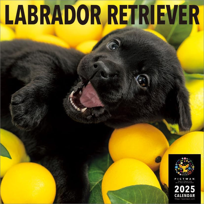 PICTWAN 2025 Calendar L Edition Labrador Retriever CL25-1216