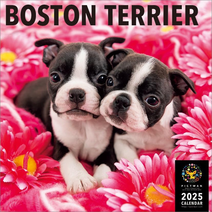 PICTWAN 2025 Calendar L Edition Boston Terrier CL25-1207