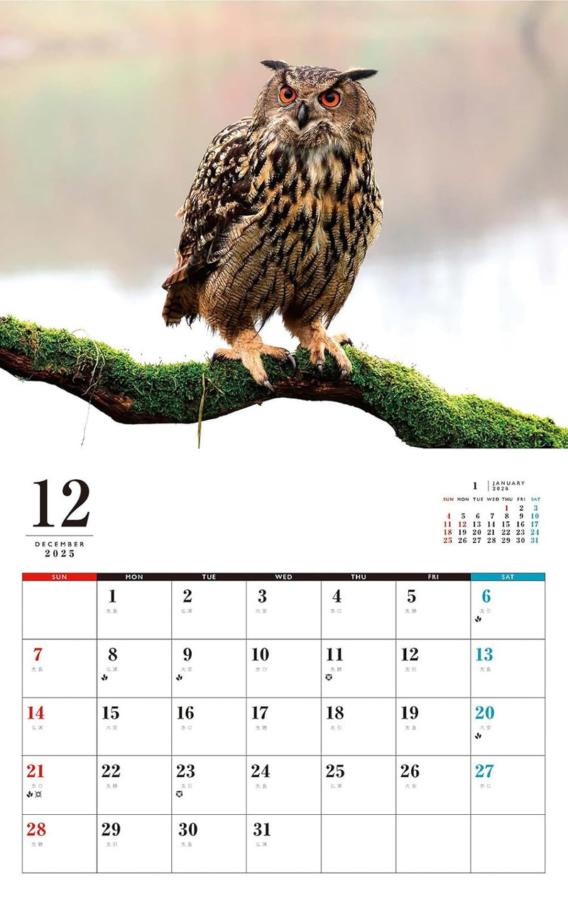 OWL Calendar 2026 (Monthly/Wall Calendar)