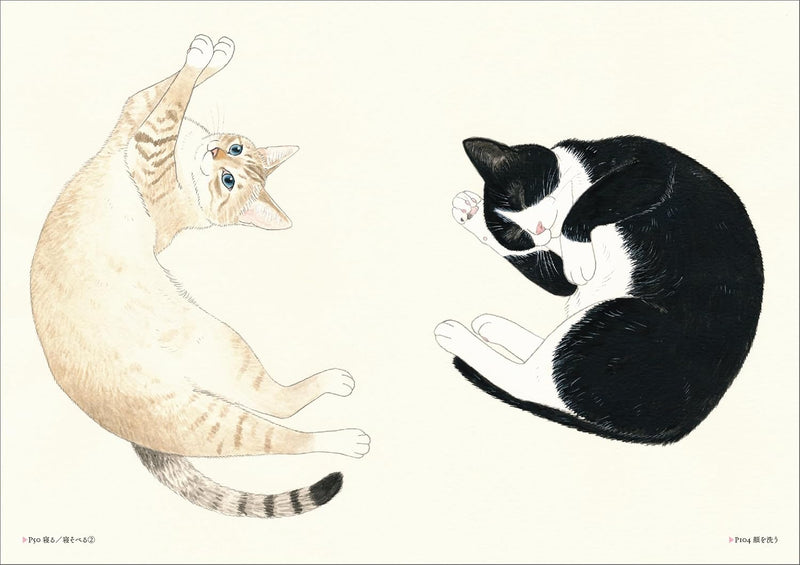 Cat Illustration Pose Collection
