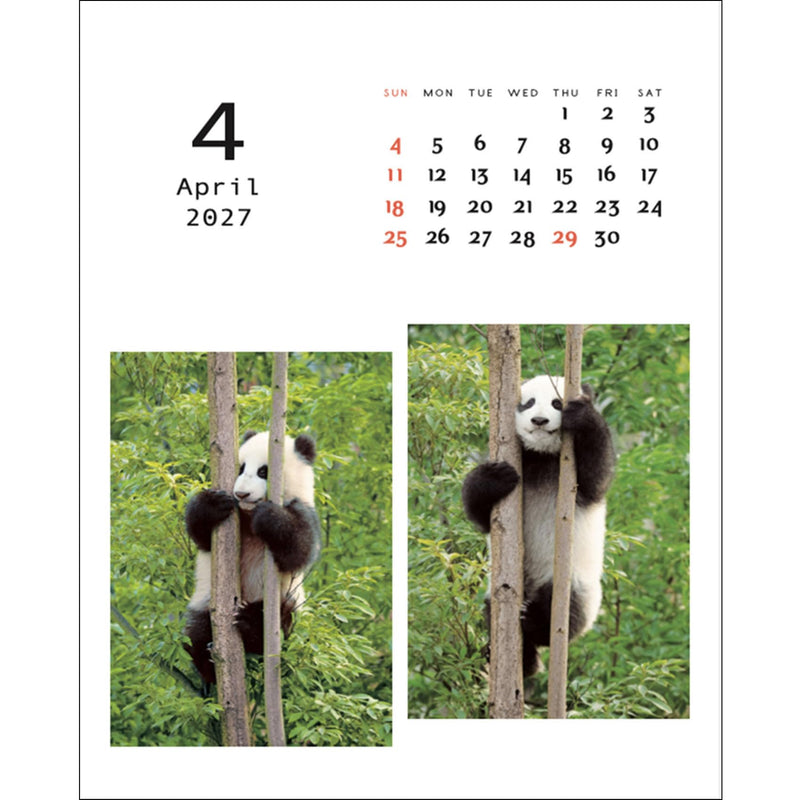 Greeting Life 2027 Desk Calendar Panda C-1768-PA