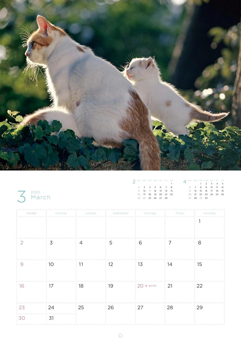 Mitsuaki Iwago Fuku Neko Calendar 2025