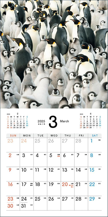 Baby Emperir Penguin Calendar 2025