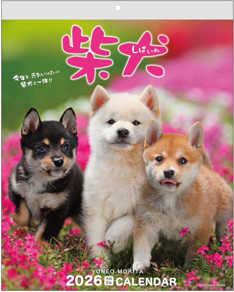 Active Corporation 2026 Wall Calendar Yoneo Morita Marugoto Shibainu 26ACL-11