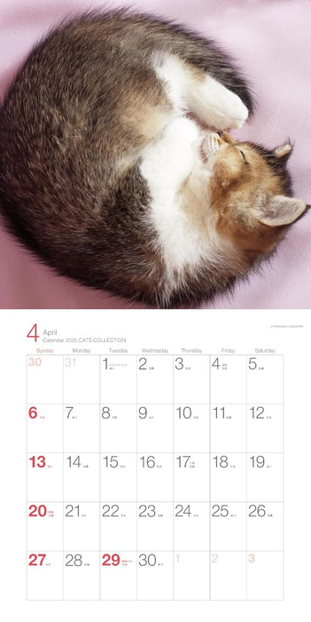 2025 Calendar Cats Collection